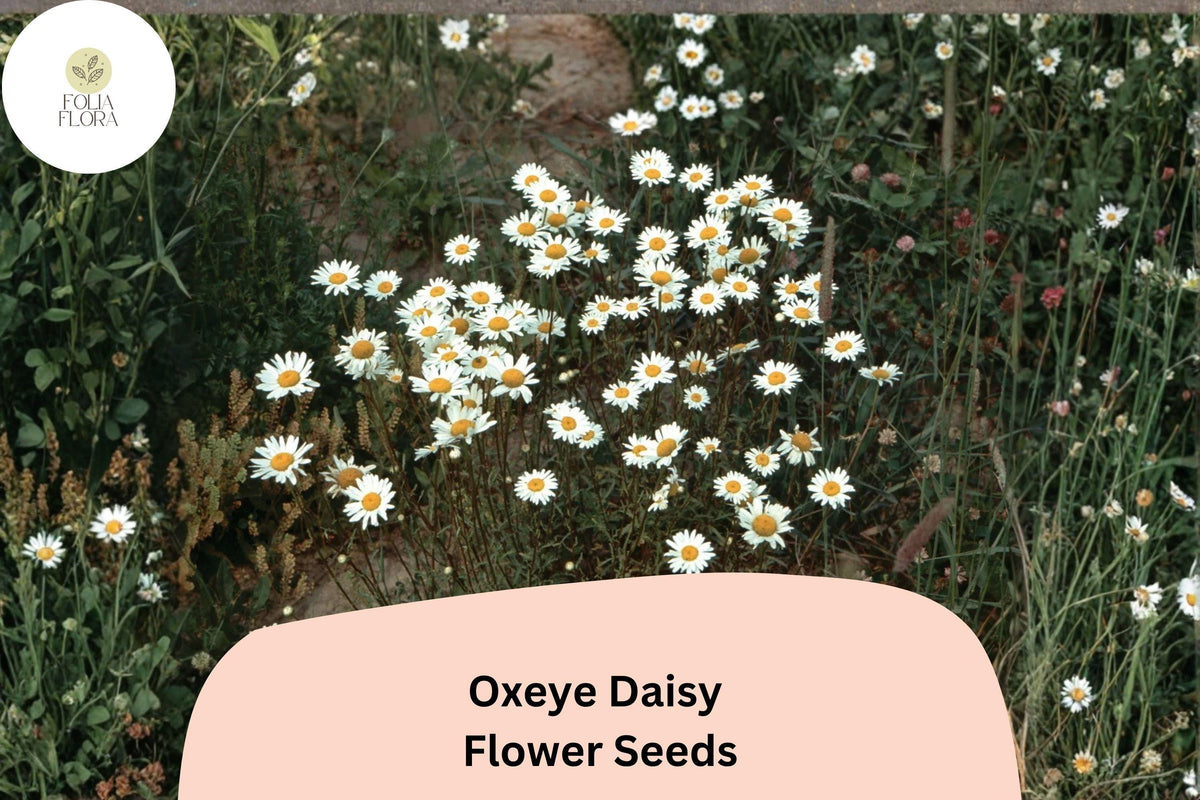 200+ Oxeye Daisy Seeds | Leucanthemum vulgare | White Wildflower Perennial for Gardens & Borders