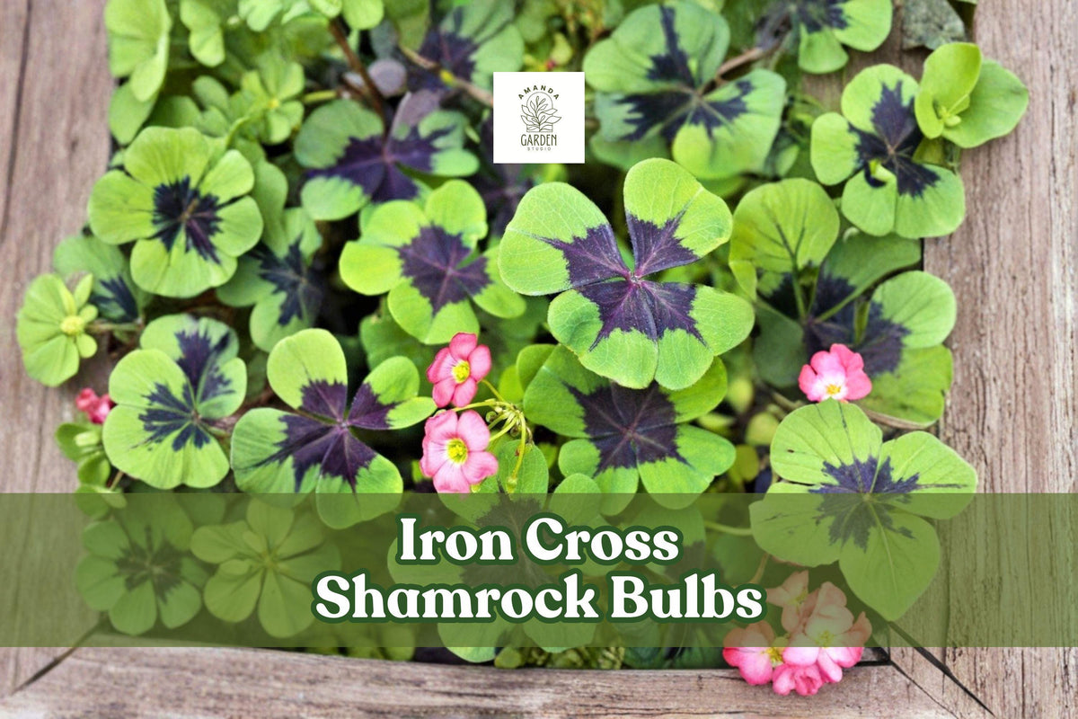5 Iron Cross Shamrock Bulbs | Ornamental Foliage Plant | Oxalis tetraphylla with Green & Purple Cross Leaves