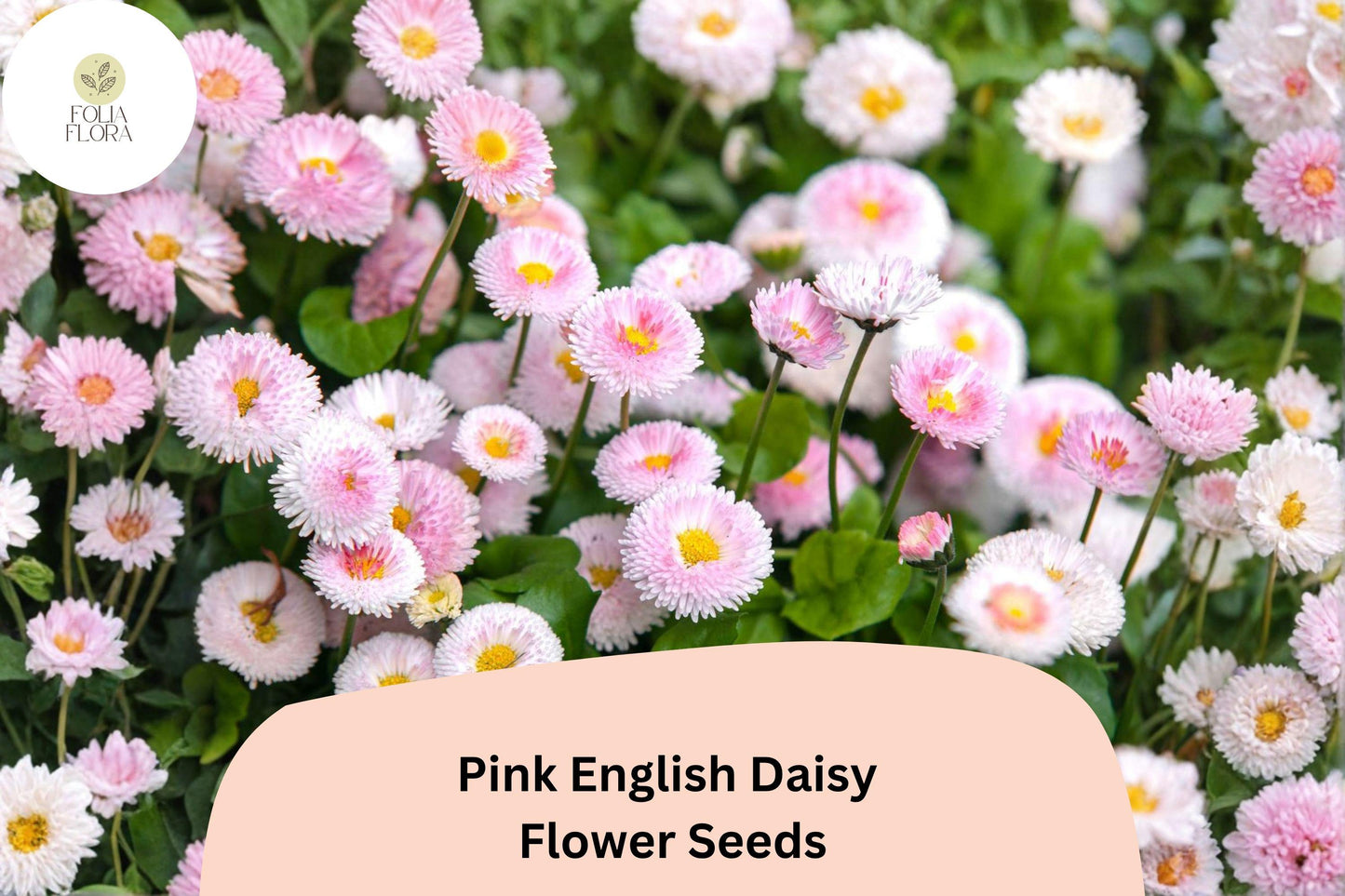 200+ Pink English Daisy Seeds | Bellis perennis Perennial Flower | Soft Pink Button Blooms for Garden, Border & Container Planting