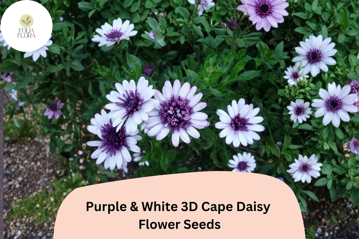 Bicolor Cape Daisy Seeds | Purple & White Osteospermum ecklonis | 50+ 3D Flower Seeds for Garden, Pots & Borders