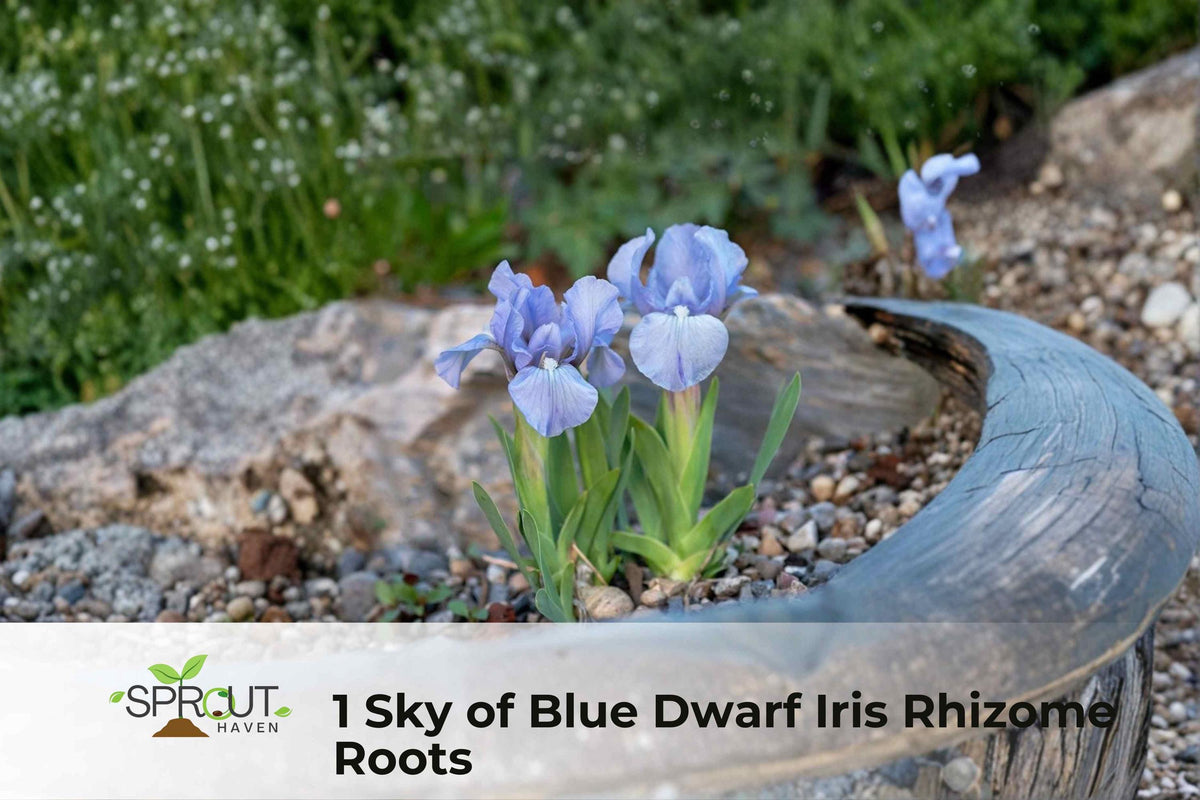 Sky Blue Dwarf Iris Rhizome - Perennial Border Plant with Sky-Blue Flowers, Iris spp.
