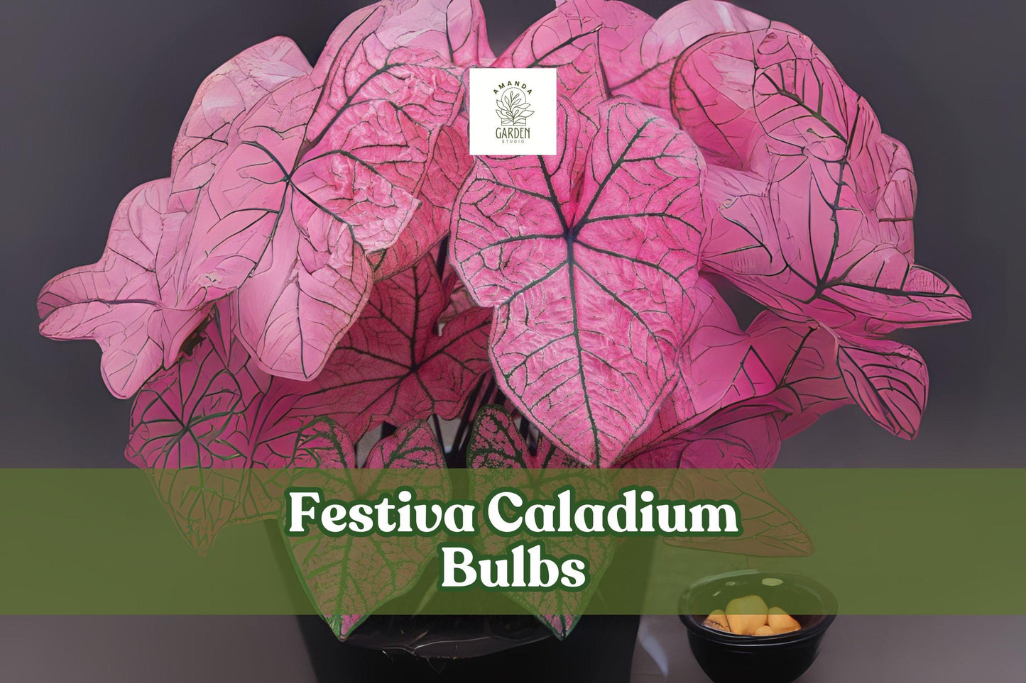 Festiva Caladium Bulbs 6 Pack | Fancy Leaf Tropical Foliage | Caladium bicolor ‘Festiva’