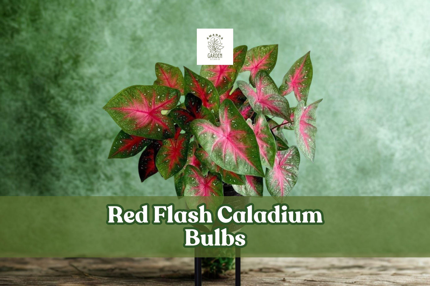 Red Flash Caladium Bulbs – Fancy Leaf Tropical Foliage, Dark Green Leaves with Red Centers, White Speckles, Caladium bicolor