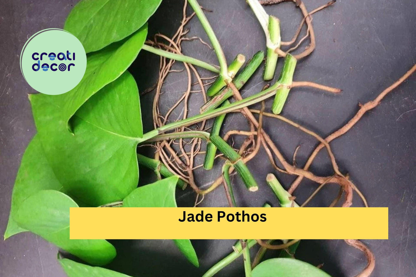 Jade Pothos Cuttings Set of 10 with Air Roots, Epipremnum aureum ‘Jade’ Indoor Trailing Houseplant Propagation