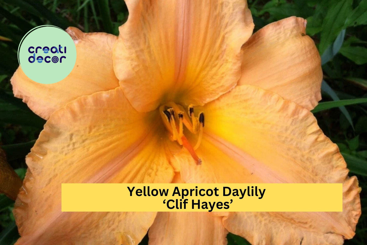Yellow Apricot Daylily ‘Clif Hayes’ Perennial Plant with Large 7.5-Inch Blooms | Hemerocallis