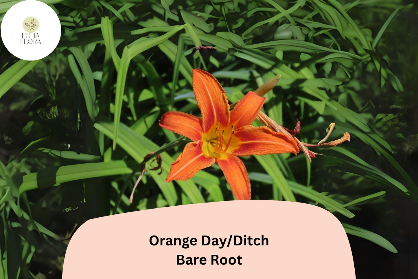 Bulk 250 Orange Daylily Bare Root Plants | Hemerocallis fulva Hardy Perennial Ditch Lilies