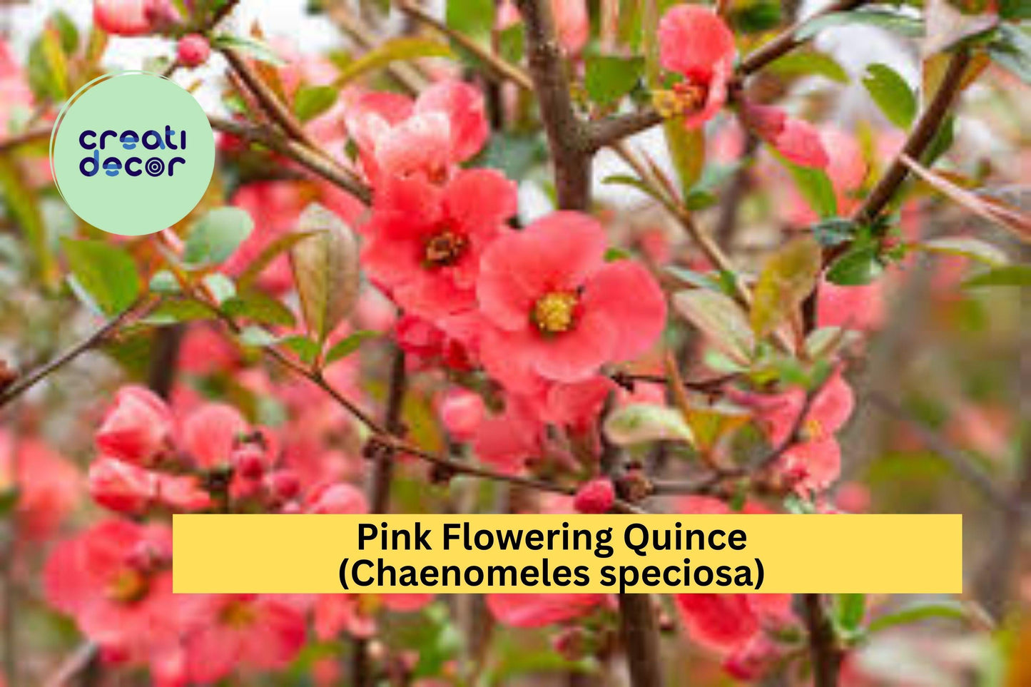 Pink Flowering Quince Bare Root Sapling | Ornamental Shrub with Pink Blossoms | Chaenomeles speciosa