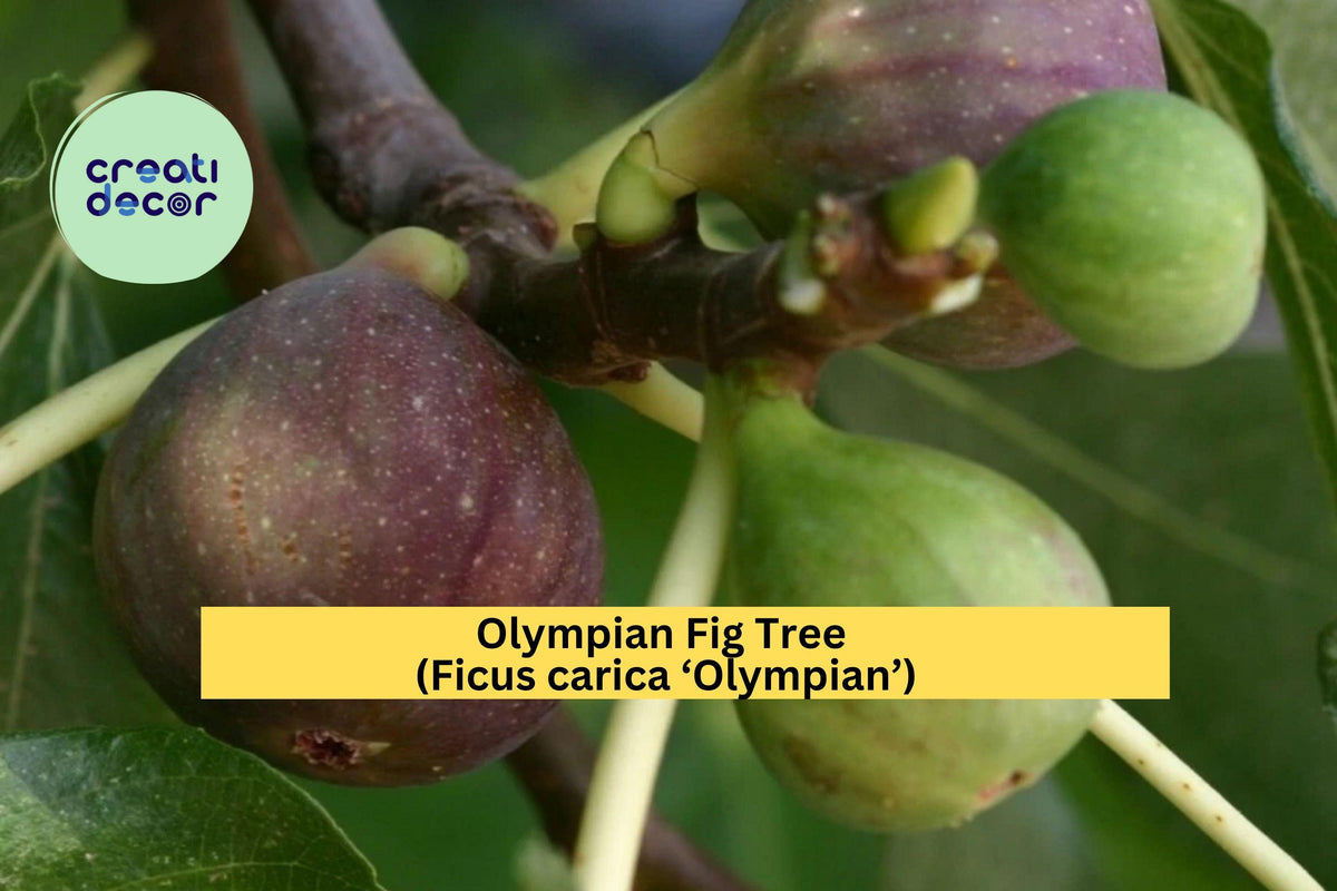 Olympian Fig Tree – Ficus carica ‘Olympian’ – Hardy Self-Pollinating Fruit Tree with Large Purple Figs for Garden or Patio