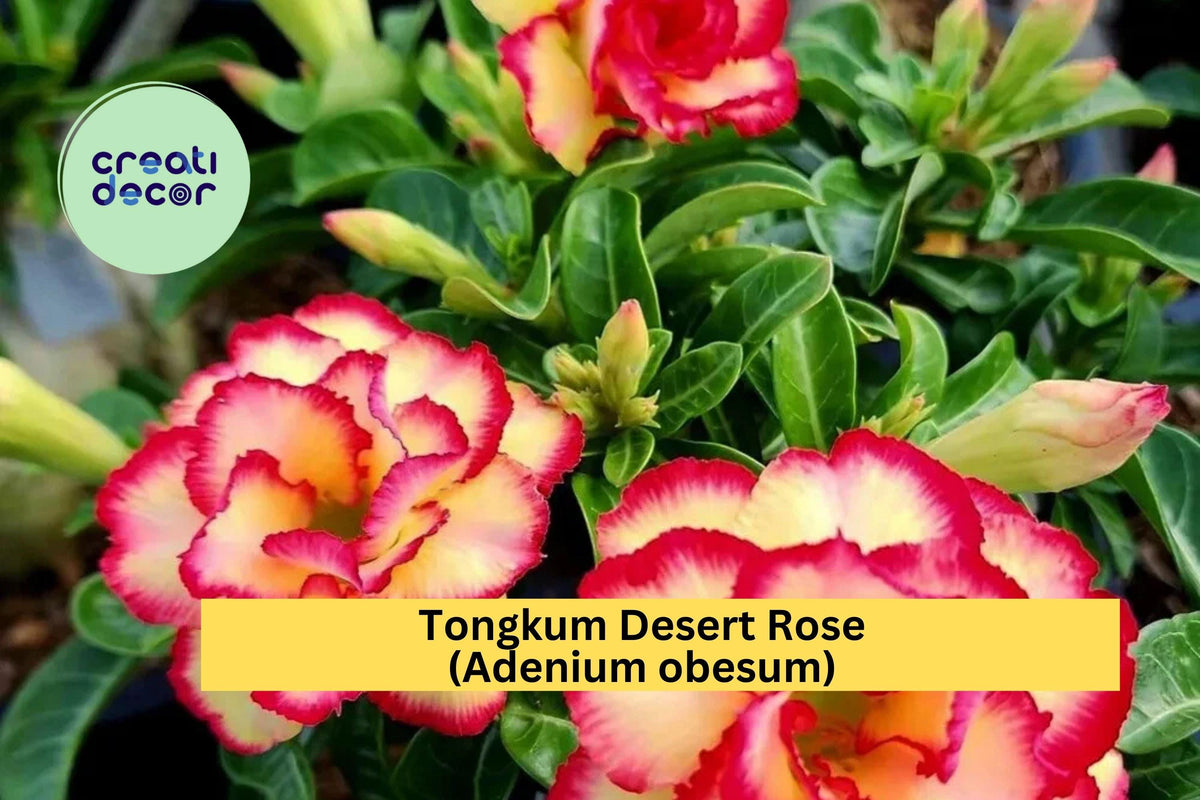 Tongkum Desert Rose Seedling | Adenium obesum | 4-6 Inch Live Succulent Plant for Patio, Bonsai & Container Gardening