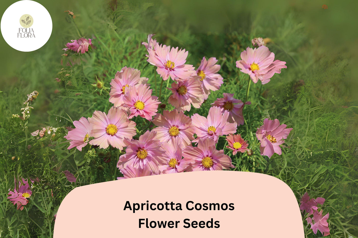 200+ Apricotta Cosmos Seeds | Cosmos bipinnatus Peach Apricot Flowers | Easy-to-Grow Garden Annual for Pollinators