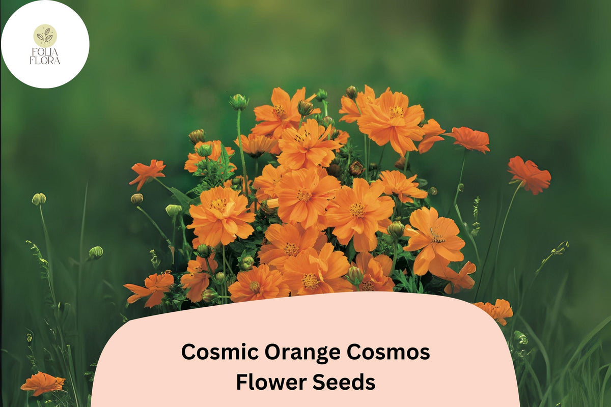 Cosmic Orange Cosmos Seeds | Heat Tolerant Annual Flowers | Cosmos sulphureus ‘Cosmic Orange’ | Bright Orange Blooms