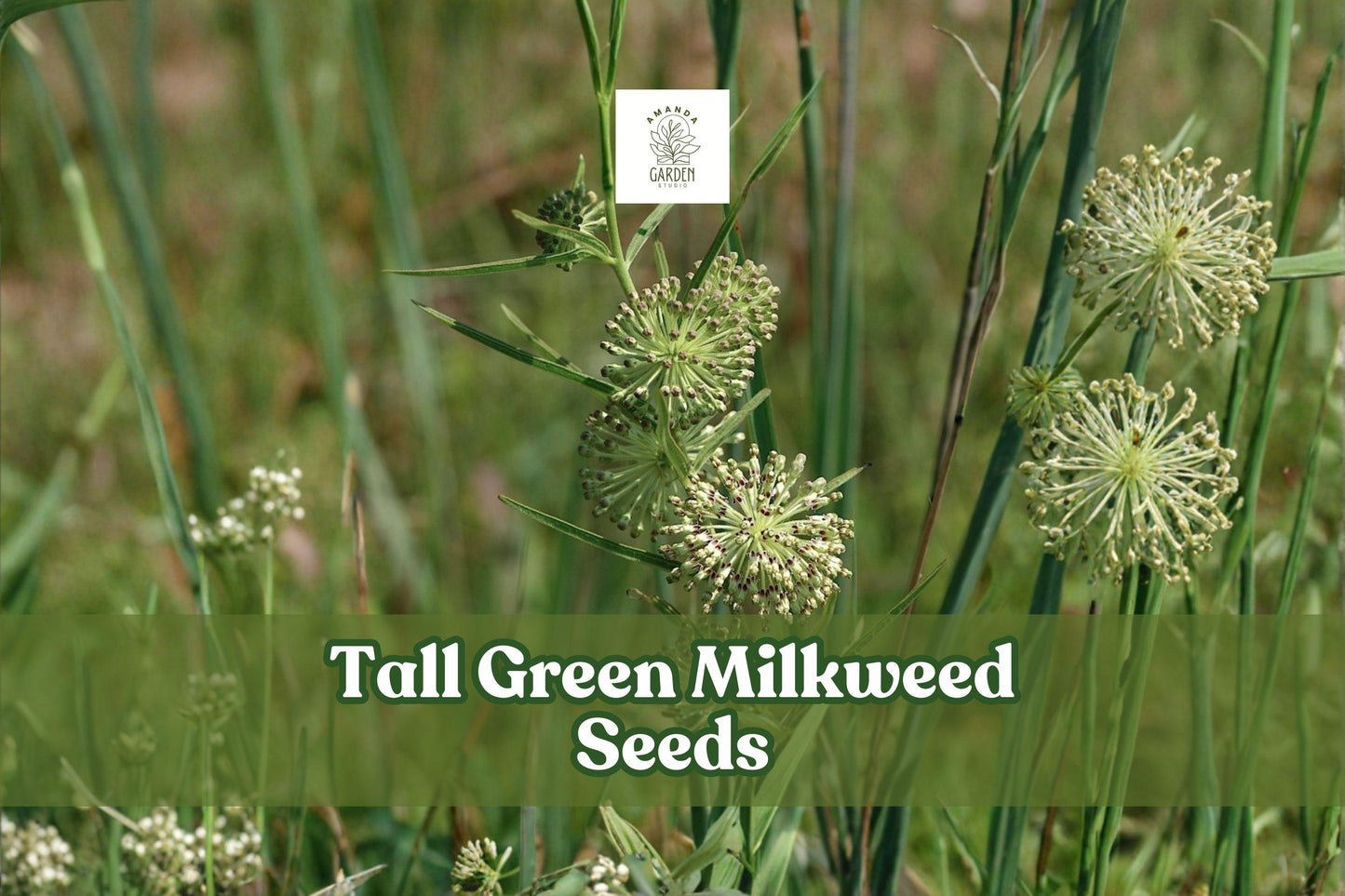 50 Tall Green Milkweed Seeds | Asclepias hirtella Native Perennial Wildflower for Monarch Butterflies & Pollinators