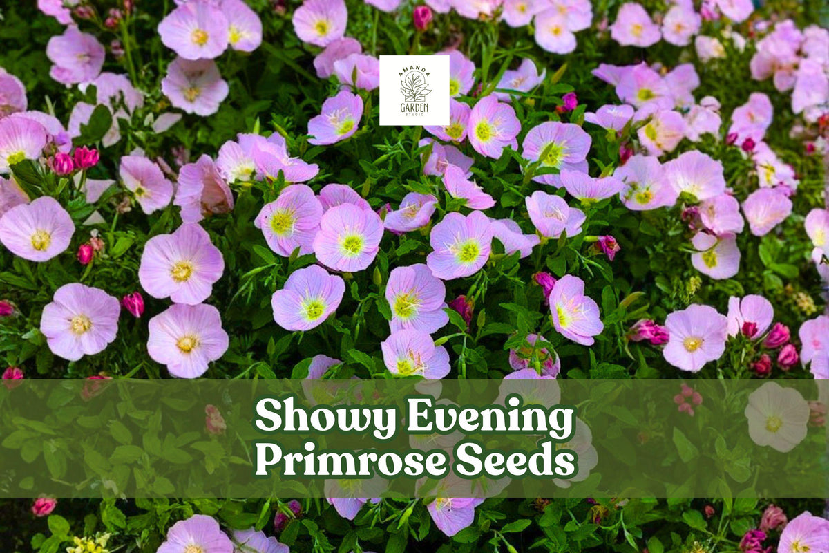 200 Showy Evening Primrose Seeds – Pink Wildflower, Drought Tolerant, Pollinator-Friendly, Oenothera speciosa