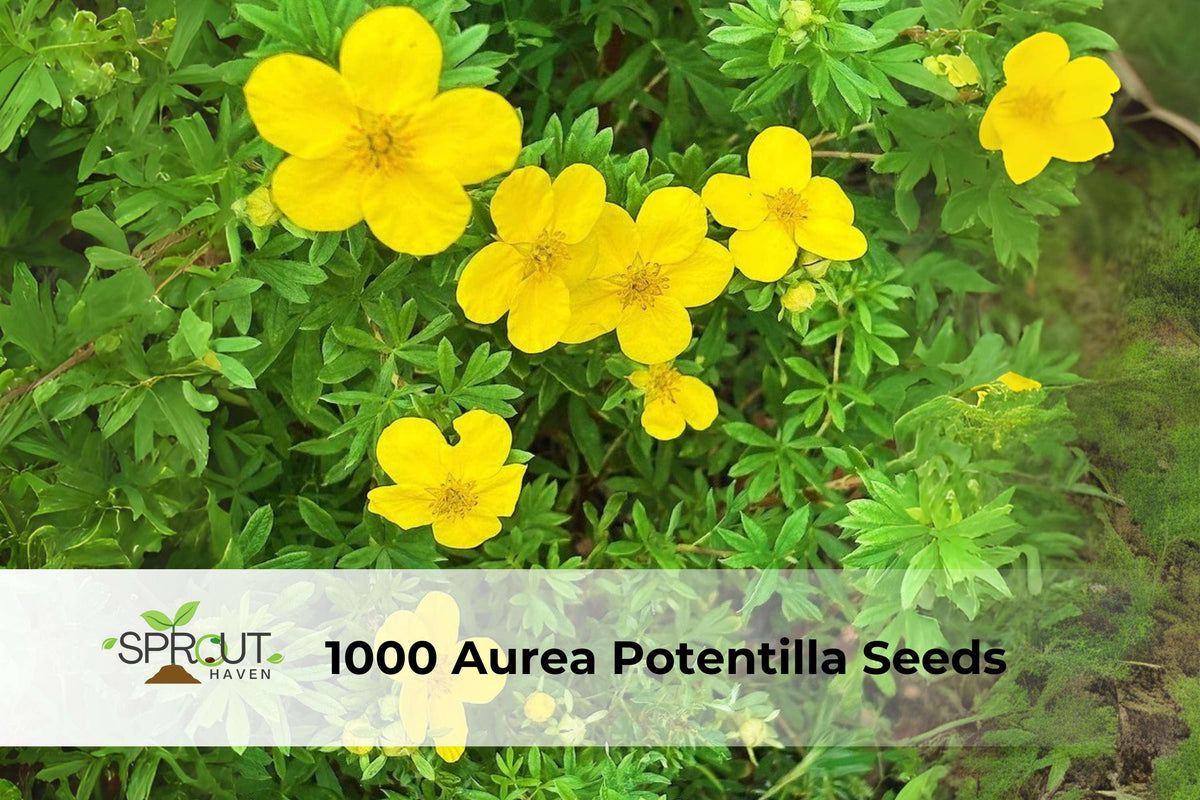 1000 Aurea Potentilla Seeds | Golden Cinquefoil Perennial Groundcover with Bright Yellow Flowers