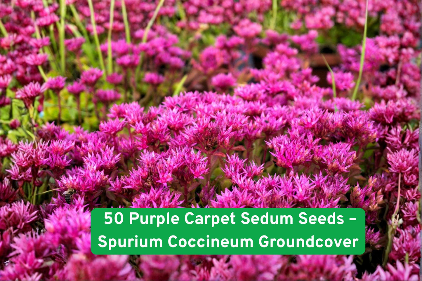 50 Purple Carpet Sedum Seeds – Spurium Coccineum Groundcover, Drought Tolerant Succulent, Perennial Flower for Rock Gardens & Borders