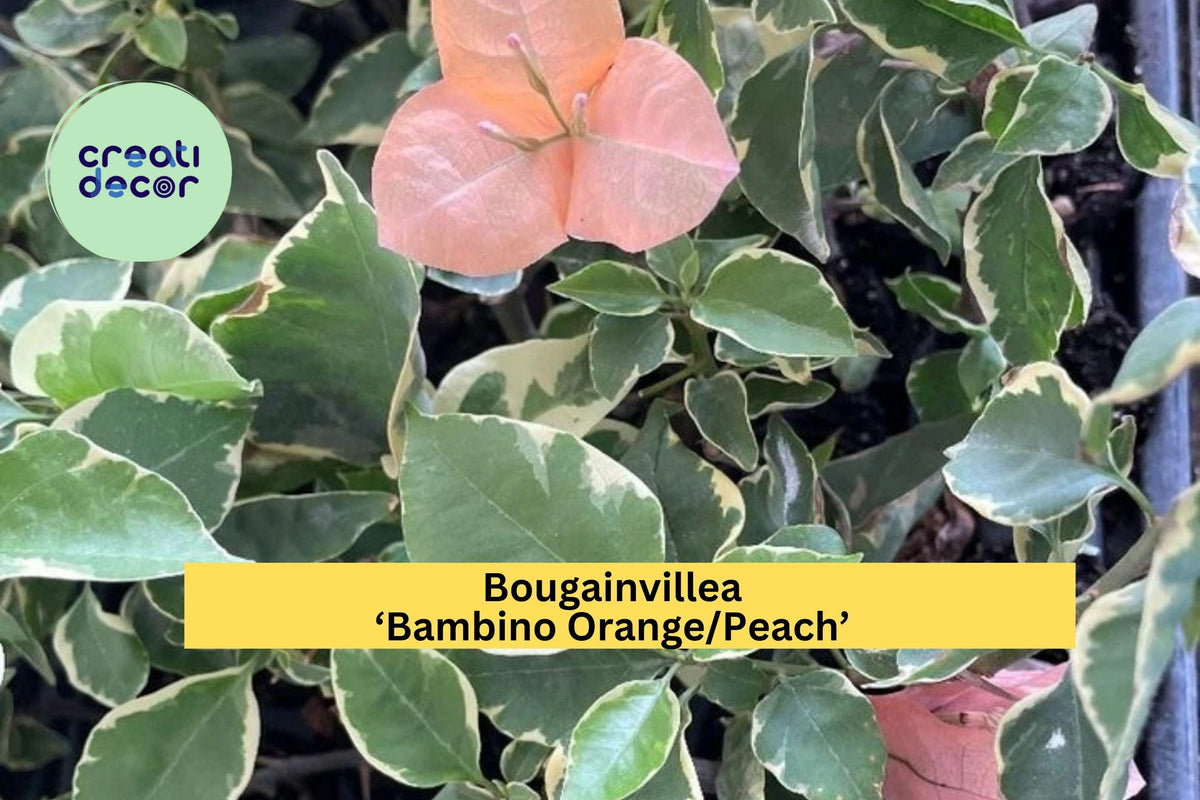 Bougainvillea ‘Bambino Orange/Peach’ – Small Flowering Tropical Vine Plant for Patio, Garden, Balcony – Bougainvillea glabra hybrid