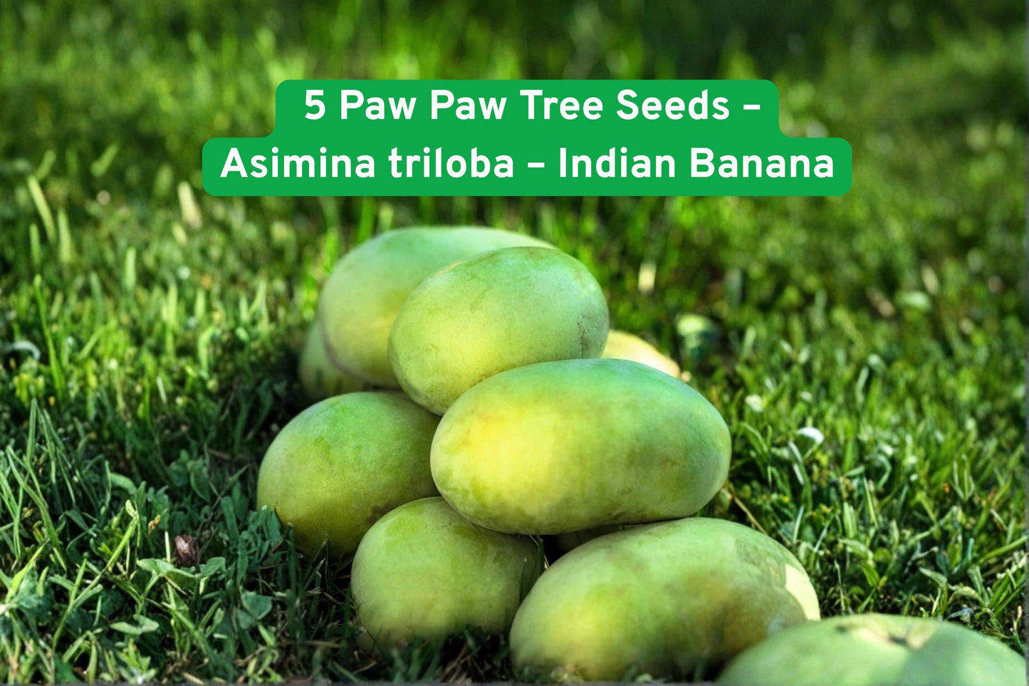 Paw Paw Tree Seeds – Asimina triloba – Purple Flowers, Edible Fruit, Zones 5-9, Grow Your Own Fruit Tree