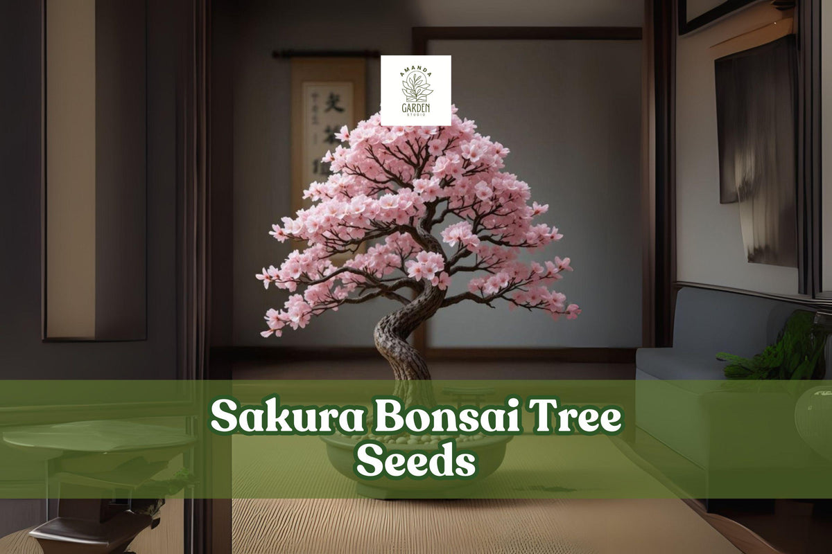 Sakura Bonsai Tree Seeds | Prunus serrulata | Ornamental Cherry Blossom | Pink & White Flowers