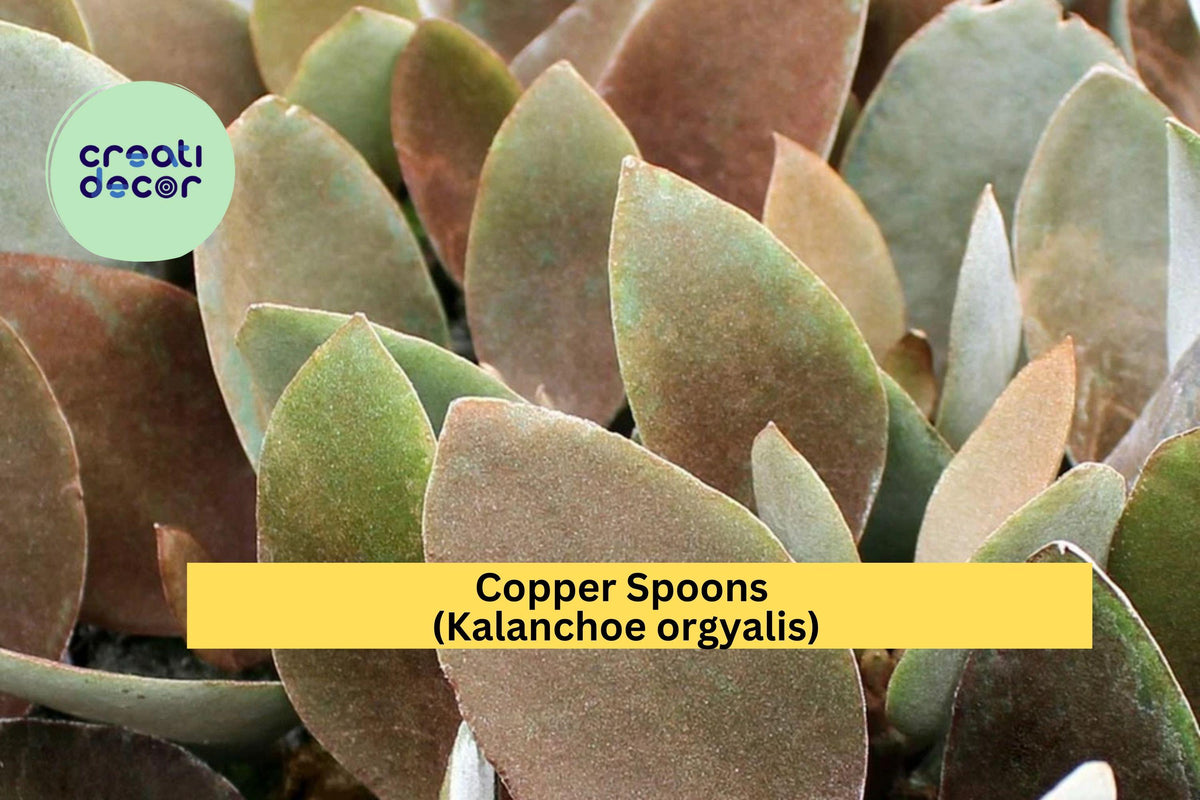 Succulent Cutting - Copper Spoons (Kalanchoe orgyalis) - Fuzzy Bronze Leaves, Indoor Plant, Easy Care, Live 7" Plant