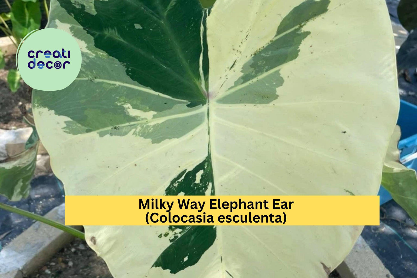 Milky Way Elephant Ear Plant | Small Rooted Starter | Variegated Green & White Speckled Leaves | Colocasia esculenta