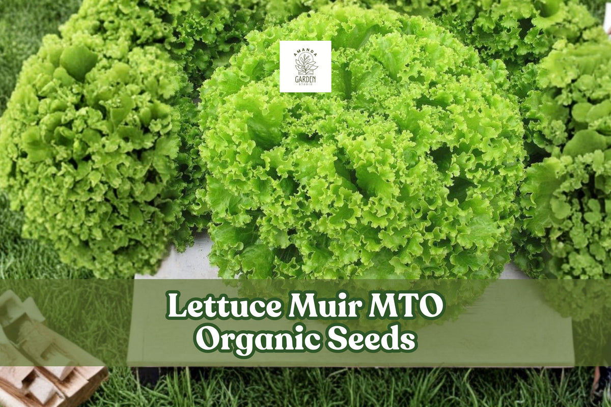 Organic Lettuce Seeds - Muir MTO Heat Tolerant Crisp Leaf Lactuca sativa 50 Seeds