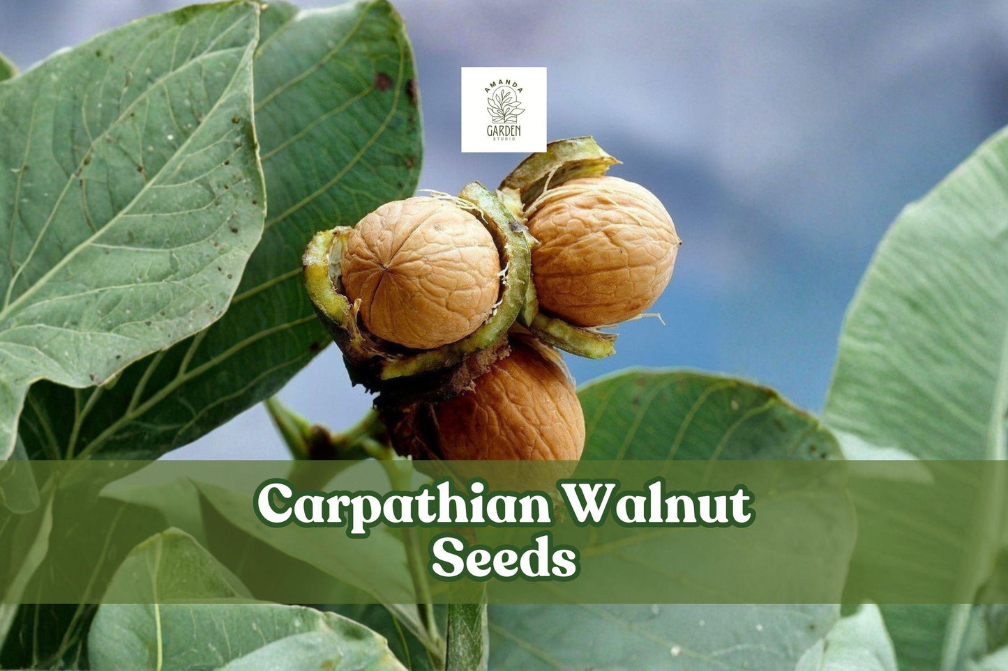 Carpathian Walnut Seeds, Juglans regia var. Carpathian, Hardy Nut Tree, Deciduous, Large Nuts, Cold Climate Suitable