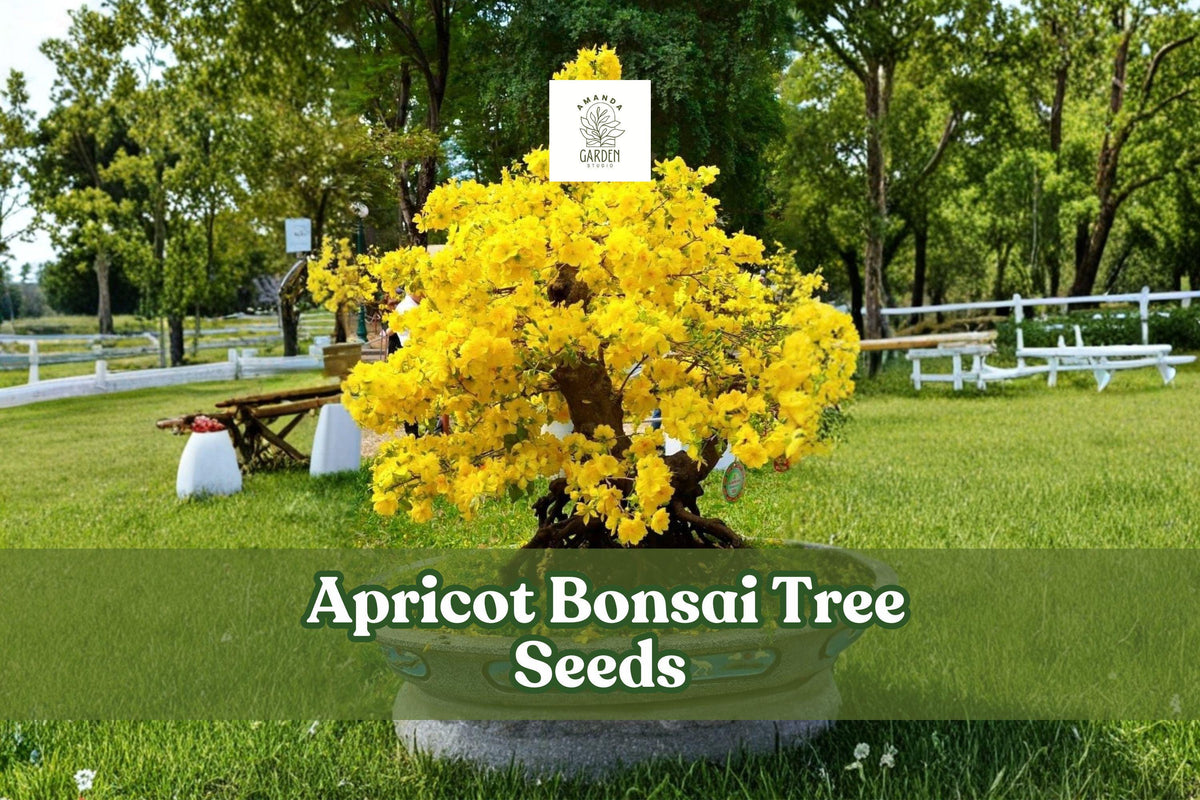 Apricot Bonsai Tree Seeds – Prunus armeniaca, Yellow Flowering, Flowering & Fruit-Bearing, Dormant Seeds, 3 Pack