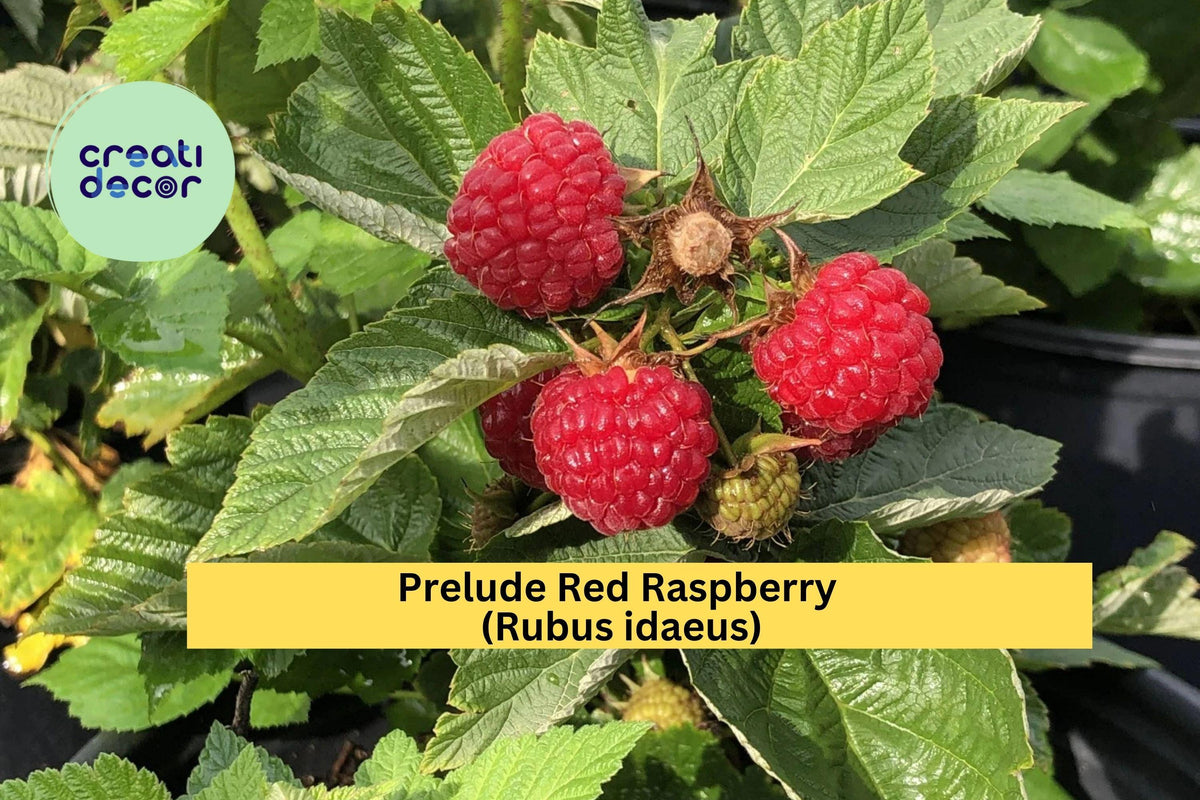 Prelude Red Raspberry Live Rooted Plant – Early Everbearing Rubus idaeus Fruit Shrub for Home Gardens