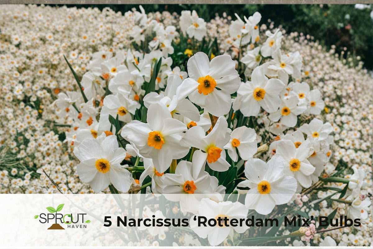 5 Narcissus ‘Rotterdam Mix’ Bulbs – Colorful Fragrant Spring Daffodils, Hardy Perennial Flowering Bulbs