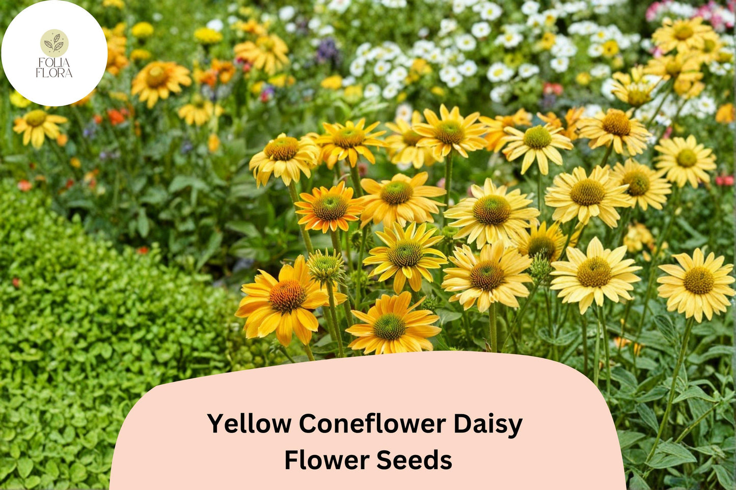 Yellow Coneflower Seeds | Echinacea paradoxa Perennial with Golden Blooms, Attracts Pollinators, Drought-Tolerant