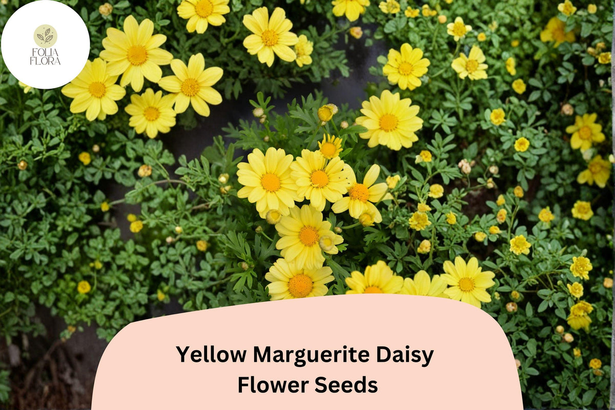 Yellow Marguerite Daisy Seeds | Argyranthemum frutescens | Bright Yellow Blooms for Gardens & Containers