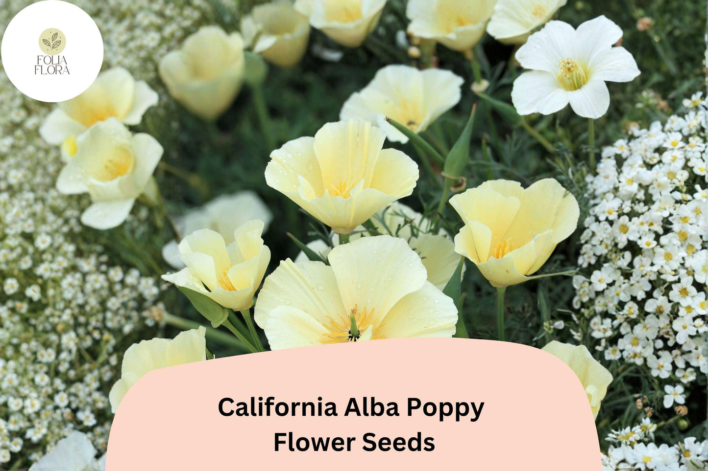 California Alba Poppy Seeds | White Wildflower | Drought-Tolerant Eschscholzia californica for Gardens & Containers