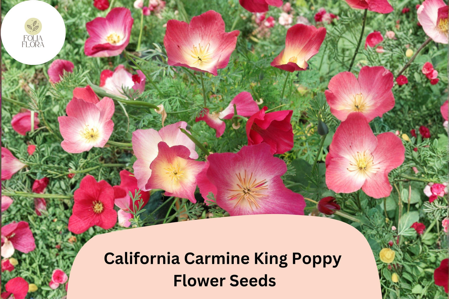 California Carmine King Poppy Seeds | Bright Red-Pink Blooms | Eschscholzia californica | Wildflower & Pollinator-Friendly