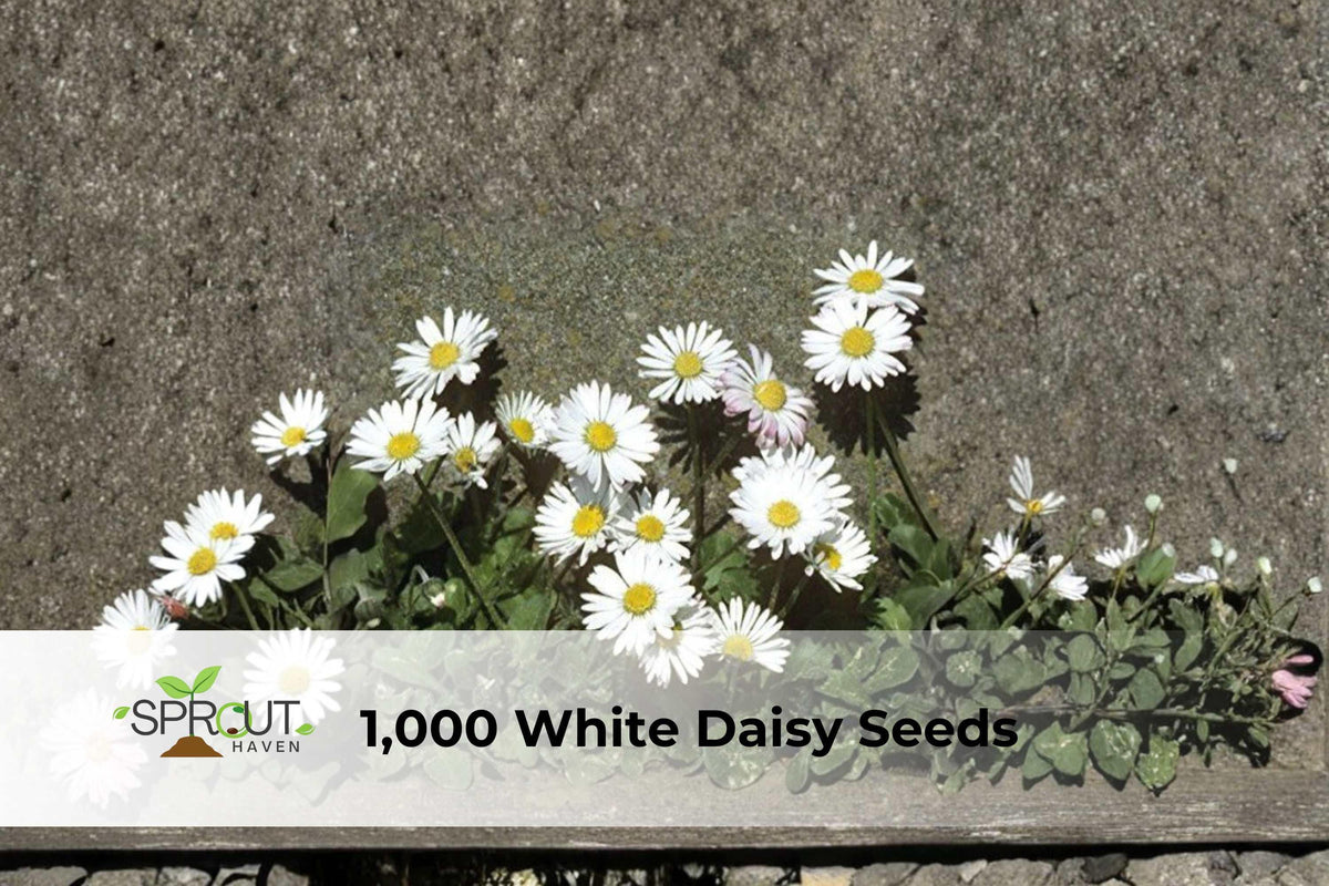 White Daisy Seeds for Planting, Shasta Daisy Perennial Flowers, Easy to Grow, Ornamental Garden Seeds, Bright White Blooms