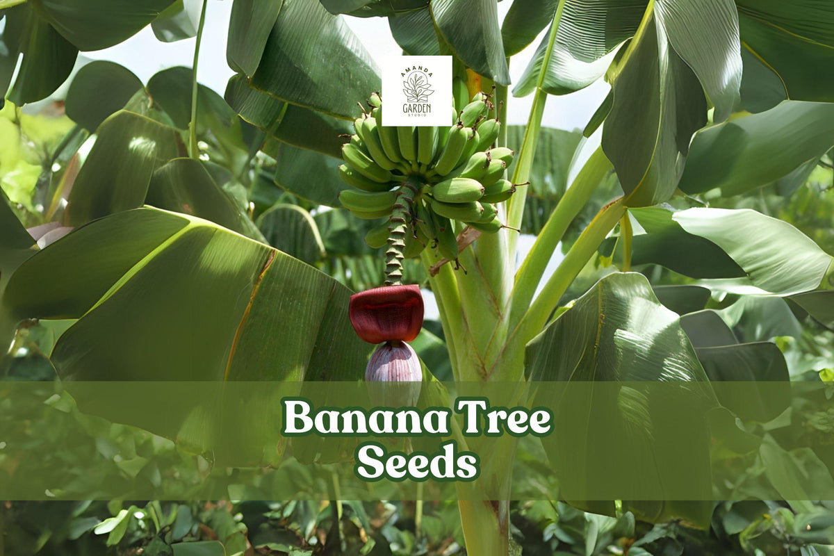 Banana Tree Seeds, Musa acuminata, Tropical Ornamental Plant, 20 Seeds for Indoor & Outdoor Gardening