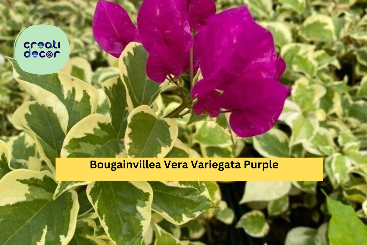 Vera Variegata Purple Bougainvillea Live Starter Plant – Tropical Flower Vine with Variegated Foliage and Purple Bracts