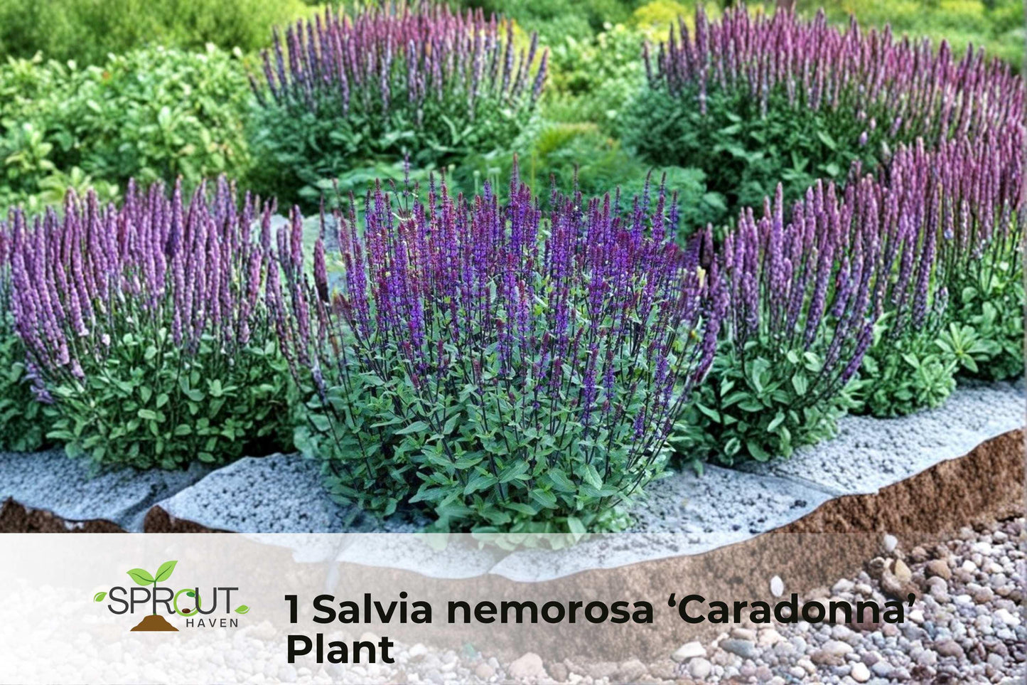 Dark Purple Sage Plant | Salvia nemorosa ‘Caradonna’ Perennial in 2.5" Pot | Purple Flowering Herb for Borders & Containers