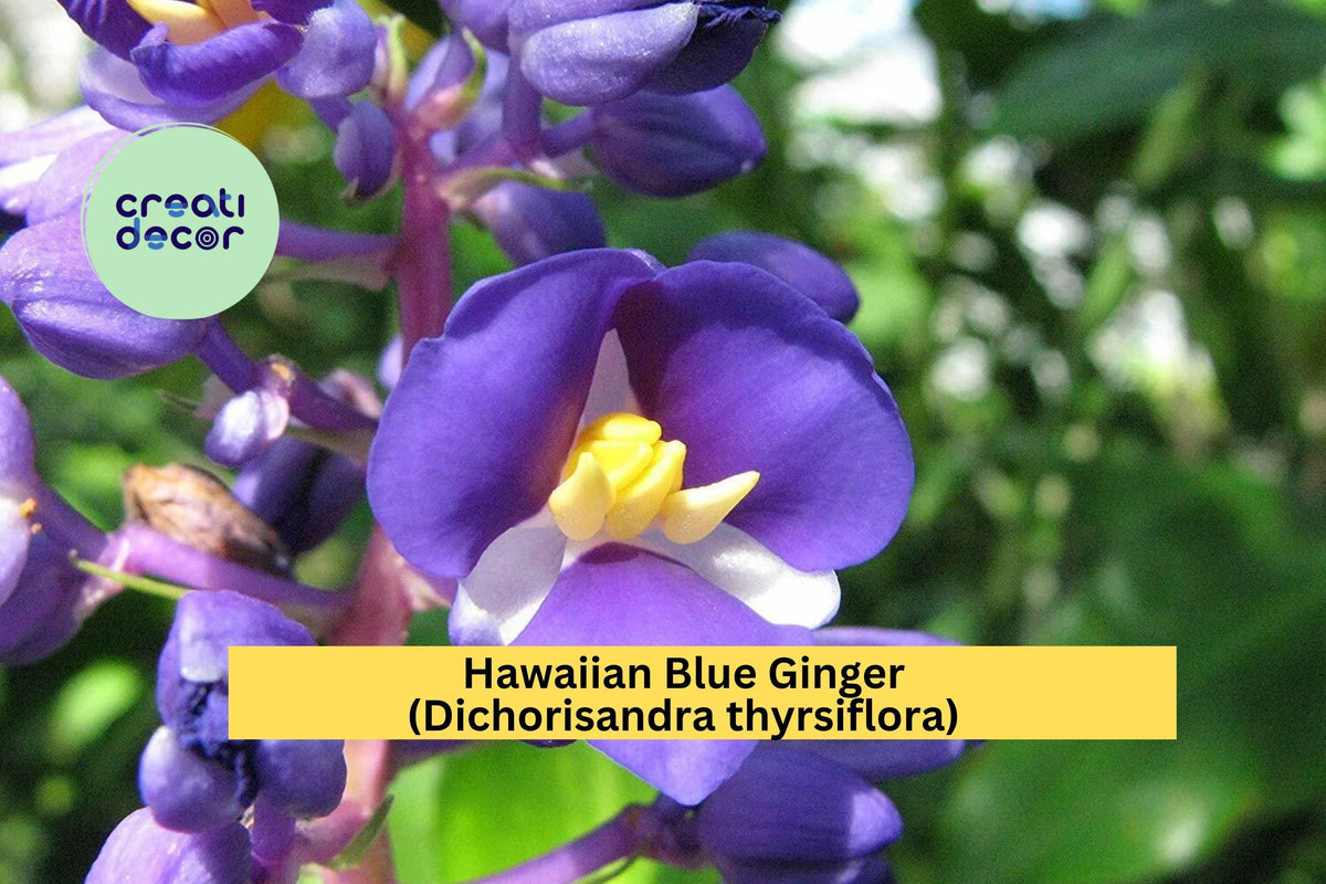 Hawaiian Blue Ginger Live Rooted Plant – Tropical Cobalt Blue Flowers – Dichorisandra thyrsiflora for Garden, Patio, Indoor