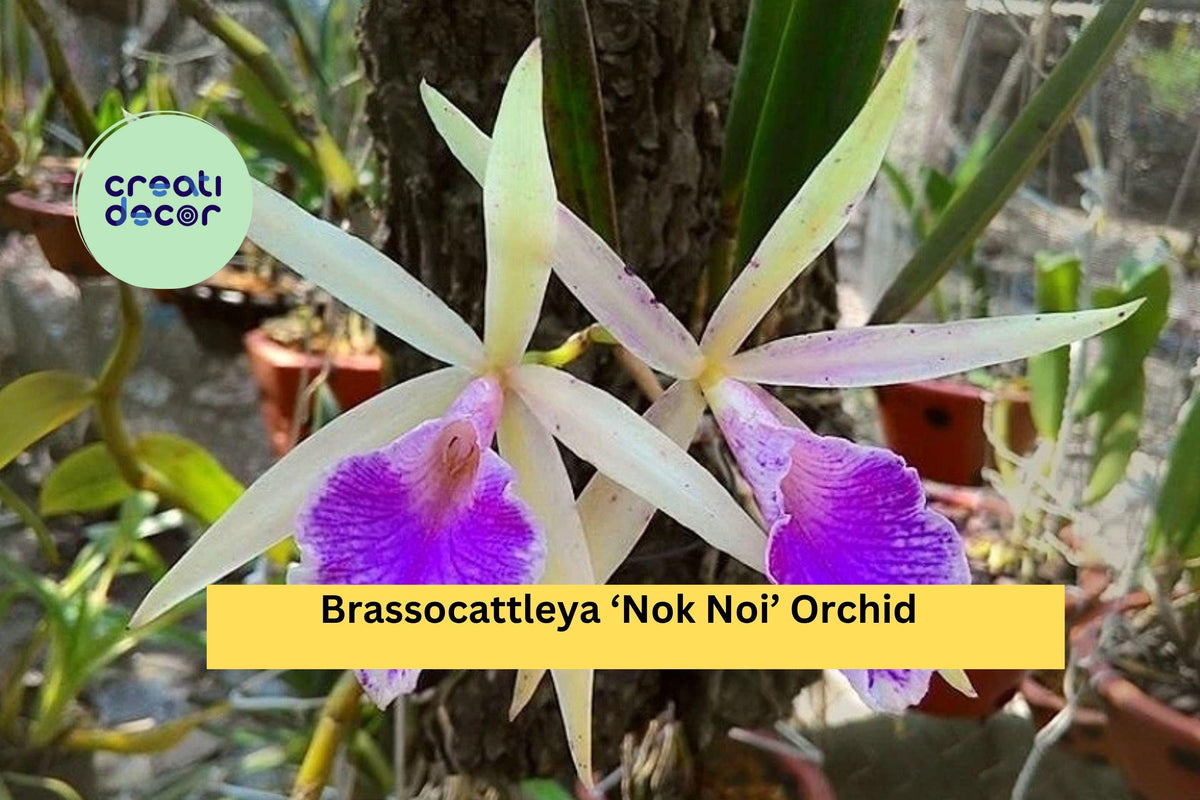 Brassocattleya ‘Nok Noi’ Orchid Plant – 4” Blooming Size Fragrant White & Pink Hybrid Orchid for Indoor or Greenhouse