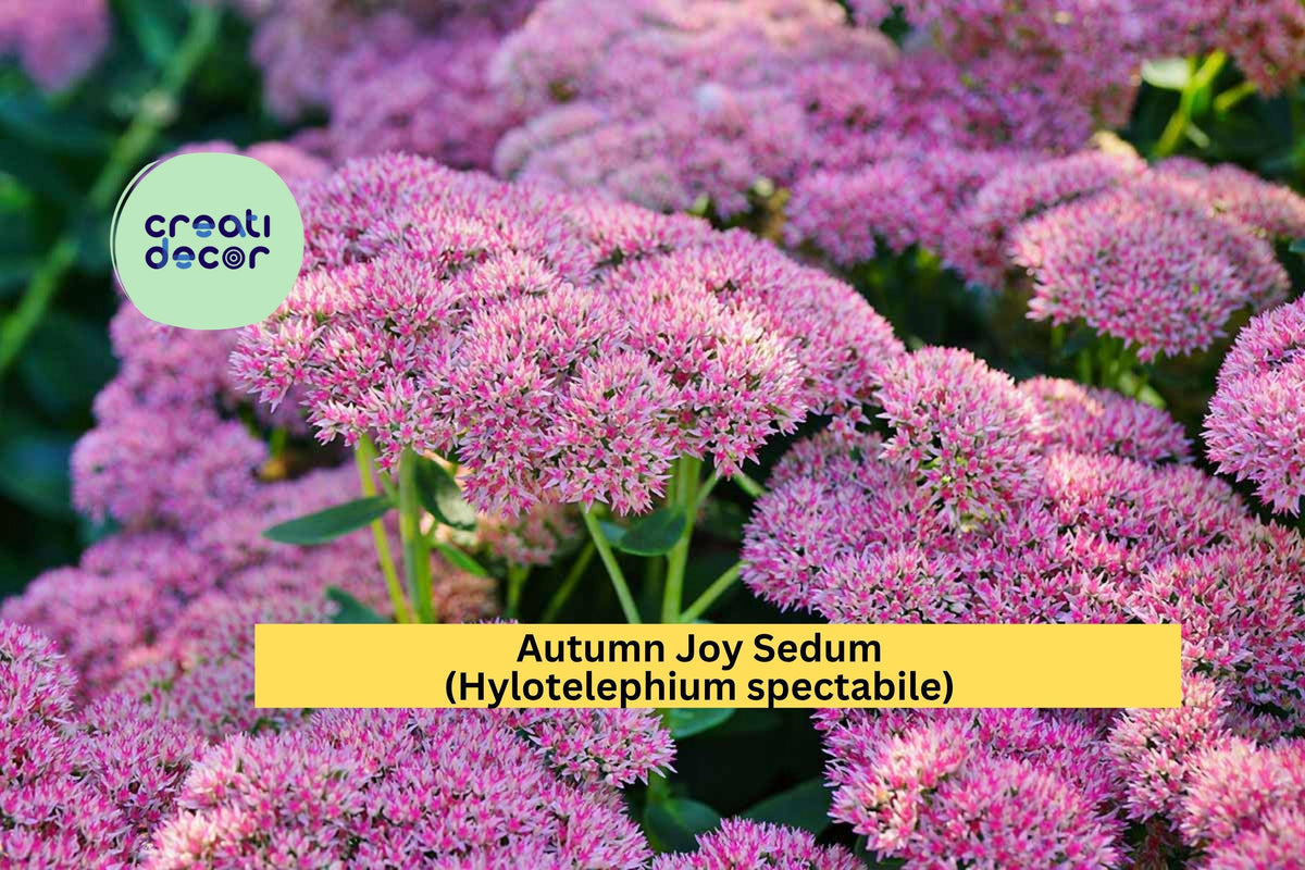 Autumn Joy Sedum Perennial Plants Set of 3 Pink Blooms Hylotelephium spectabile Butterfly Attracting