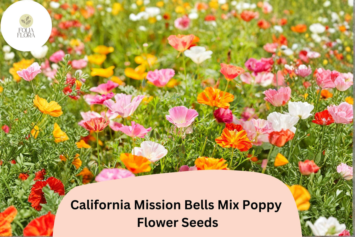 200+ California Mission Bells Poppy Seeds – Vibrant Mix for Wildflower Gardens – Eschscholzia californica