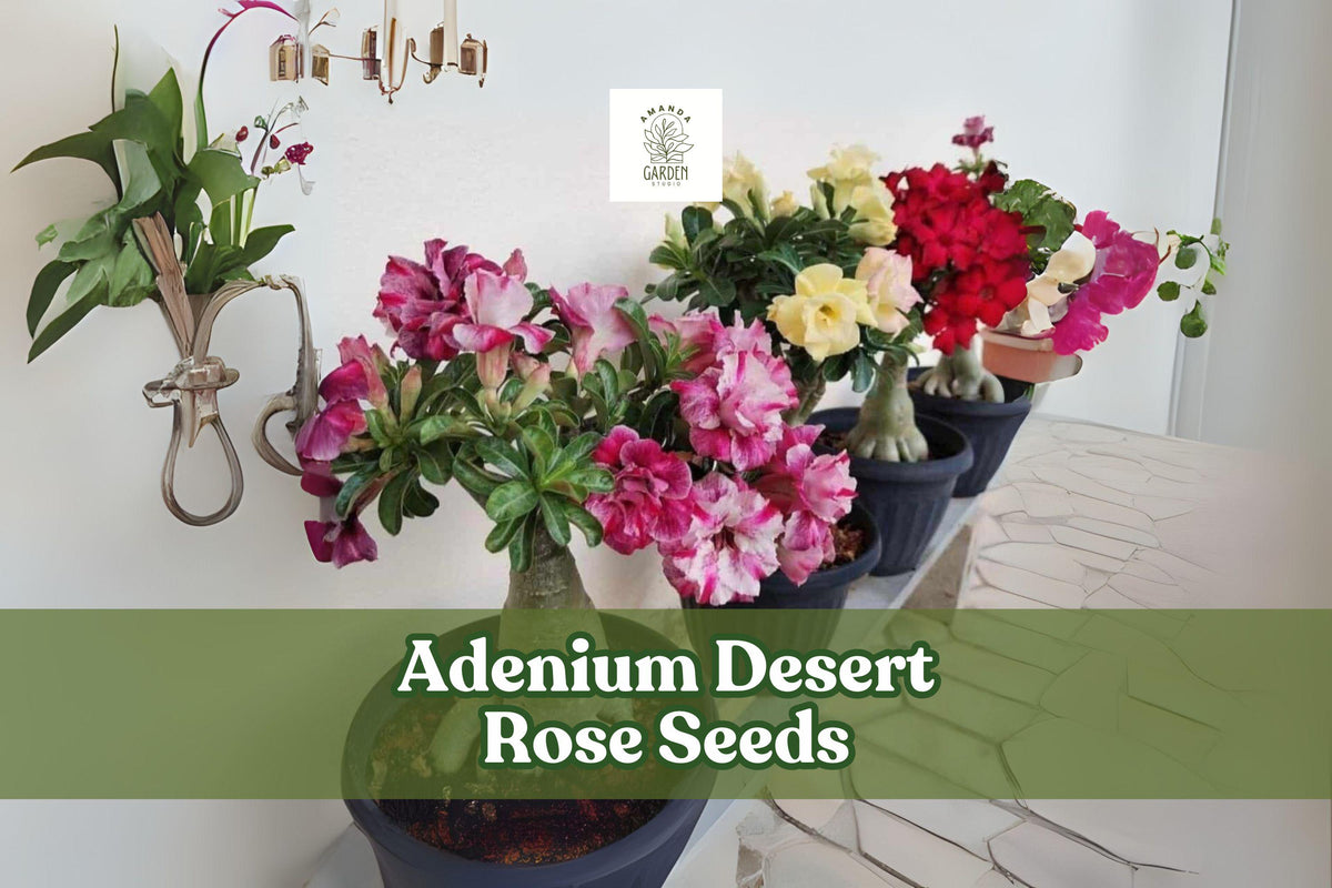 Adenium Desert Rose Seeds – Mixed Double Petal Bonsai, Ornamental Flowering Succulent, Adenium obesum, 10 Seeds