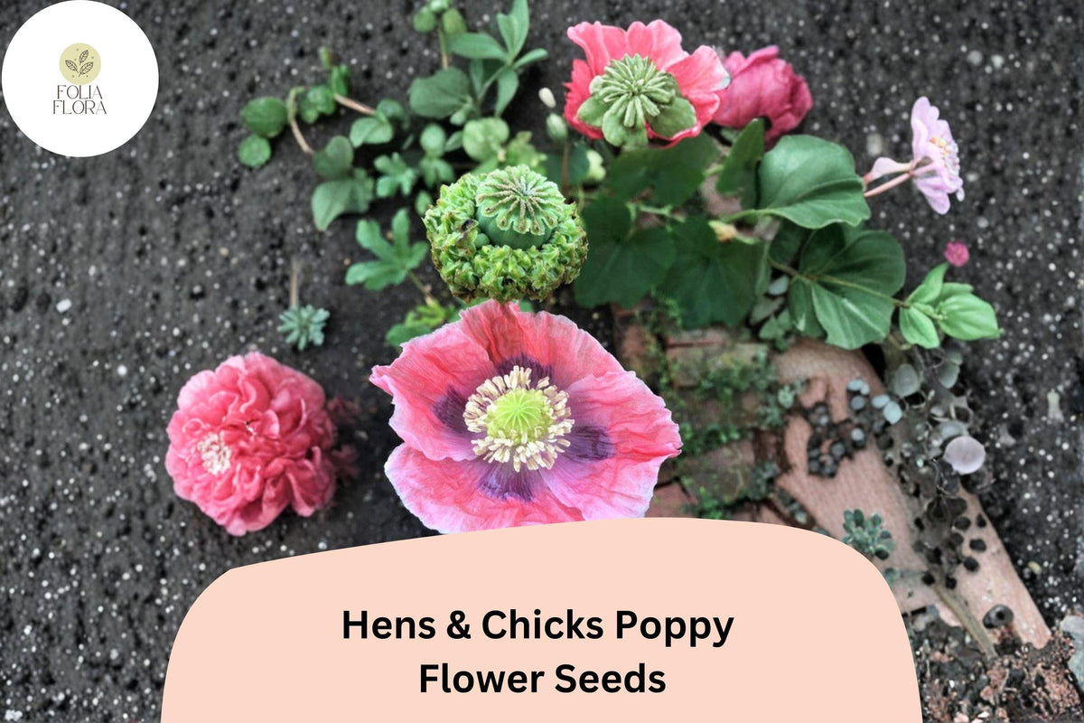 Hens and Chicks Poppy Seeds – Pink Frilled Blooms, Heirloom Annual Flower, Papaver somniferum, Cottage Garden, Pollinator Friendly