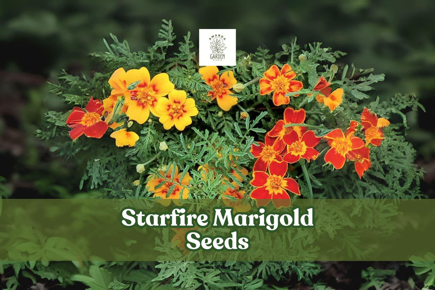 Starfire Marigold Seeds | Tagetes tenuifolia | Bright Orange & Yellow Blooms | Hardy Annual Flower Seeds