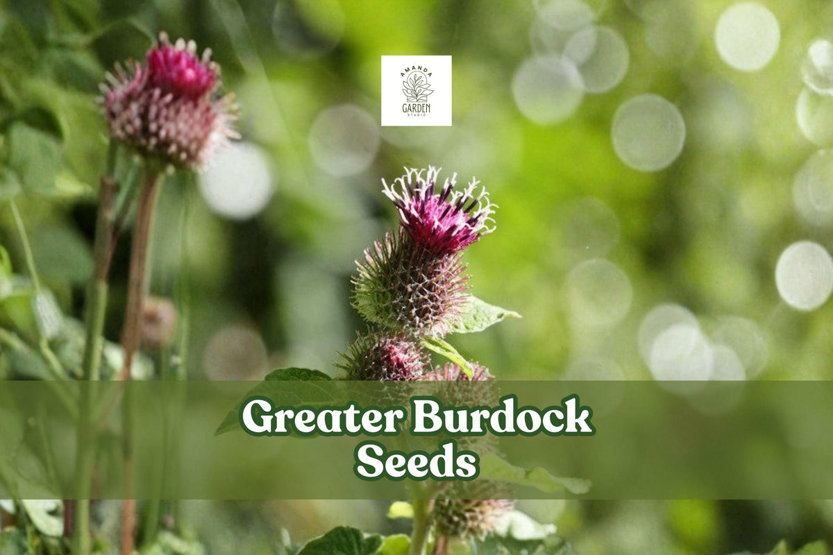 50 Greater Burdock Seeds | Edible Root Herb | Arctium lappa | Pollinator-Friendly Biennial Plant