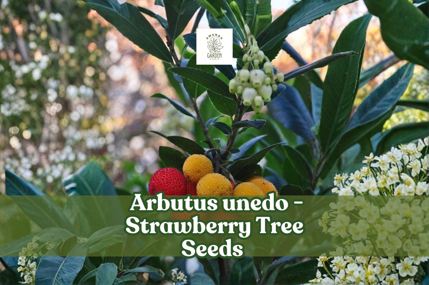 50+ Strawberry Tree Seeds | Arbutus unedo | Non-GMO Evergreen Shrub with Edible Red Fruits | Hardy Garden Plant