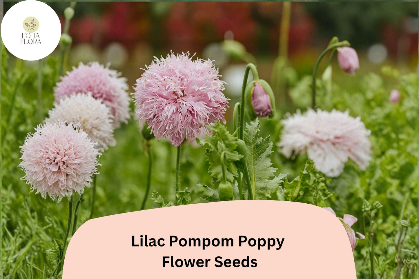 Lilac Pompom Poppy Seeds – Double Bloom Flowers, Papaver somniferum, Soft Lilac, Pollinator Friendly, 200+ Seeds