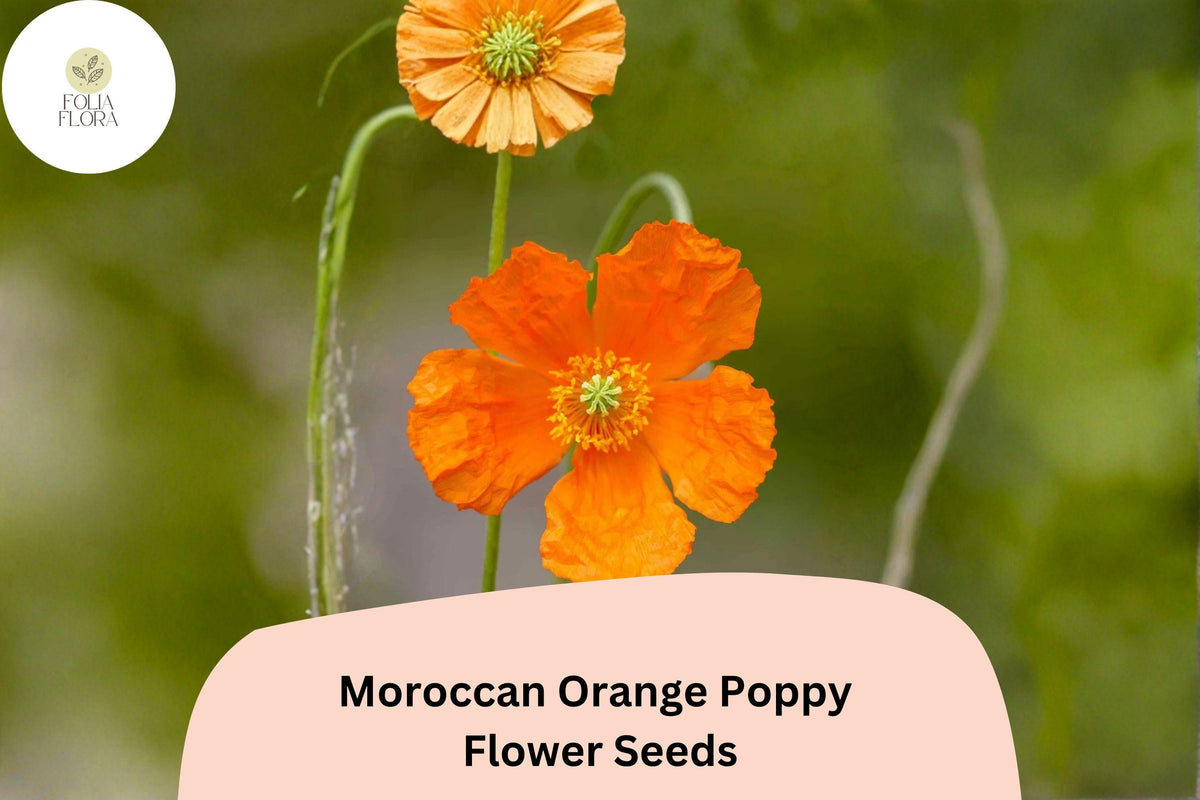 200+ Moroccan Orange Poppy Seeds – Vibrant Orange Flowers, Easy Grow Wildflowers, Papaver atlanticum, Pollinator Friendly