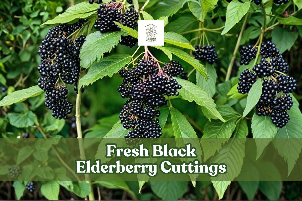 Black Elderberry Cuttings (Sambucus nigra) – 4 Unrooted Fruiting Shrubs for Garden, Hedge, Wildlife, USDA Zones 3–9