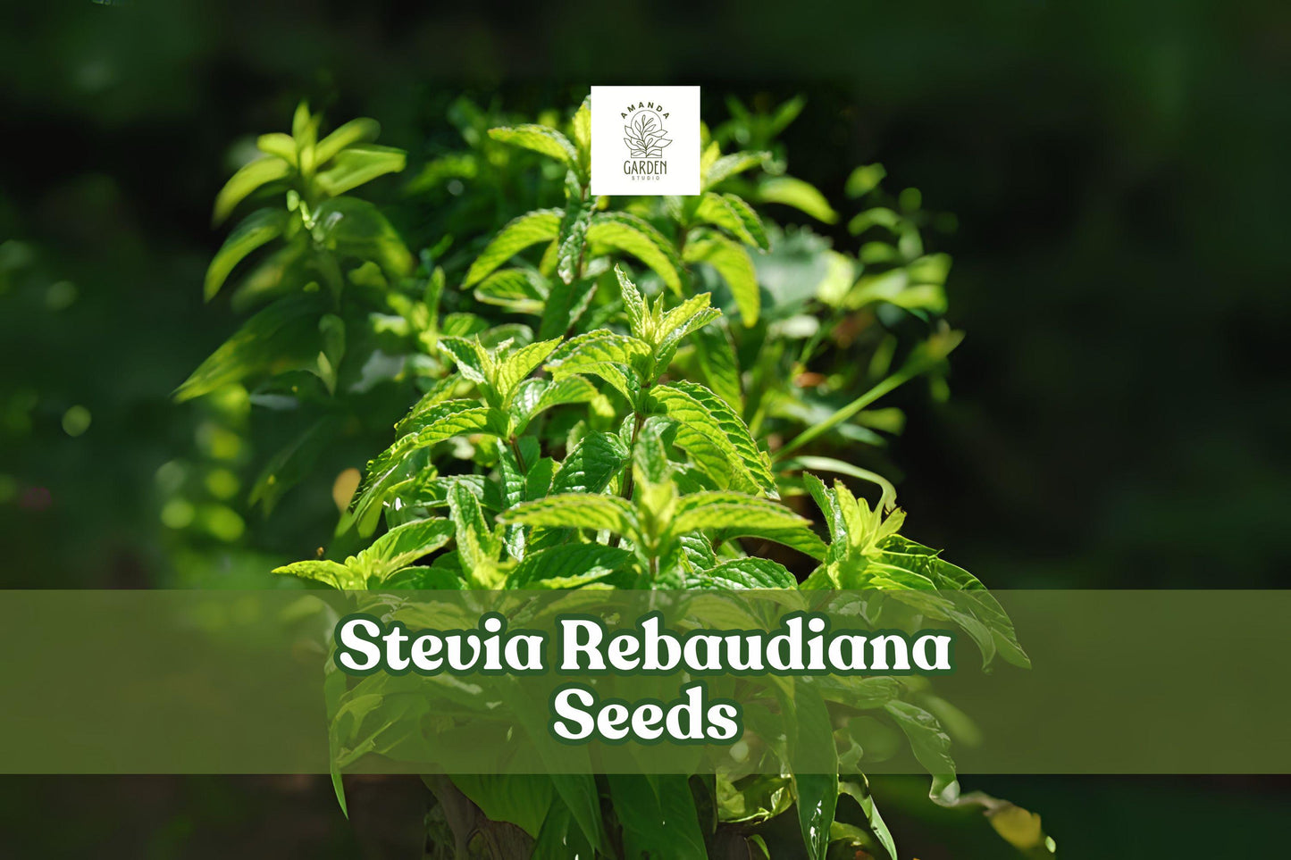 Stevia rebaudiana Seeds – 250 Sweetleaf Herb Seeds for Planting, Ornamental and Culinary Use